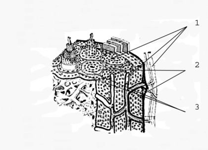 схема строения кости